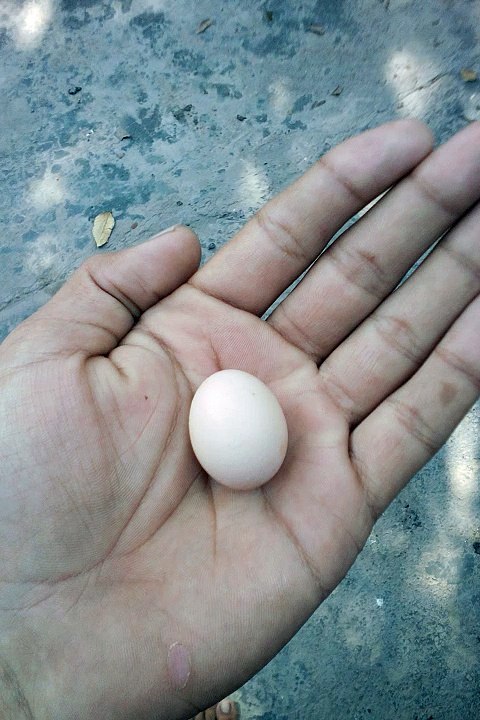 Small Egg For Hen World Record
