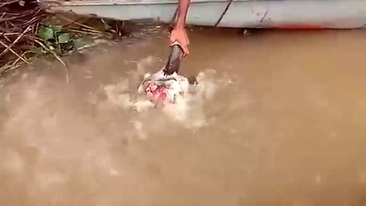Feeding Piranhas with Cow Head