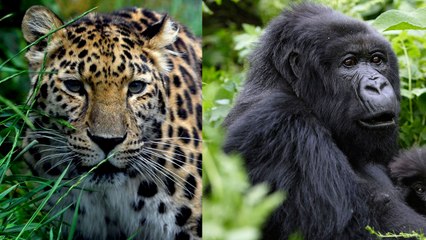 10 Animals That May Go Extinct In The Next 10 Years