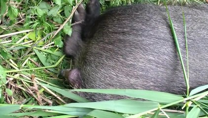 Cận cảnh lợn rừng sinh con được ghi lại chân thực (Hiếm gặp)