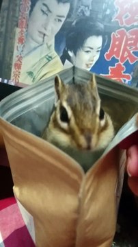 Ce Tamia tout mignon joue à cache-cache dans un paquet de chips