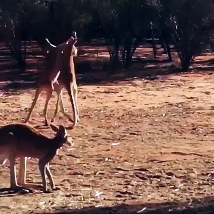 Combat de Kickboxing entre deux Kangourous debouts sur leurs pattes en Australie