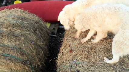 Guard dogs bale jumping at sunrise.