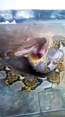 GREAT SNAKE EAT MOUSE CRUEL
