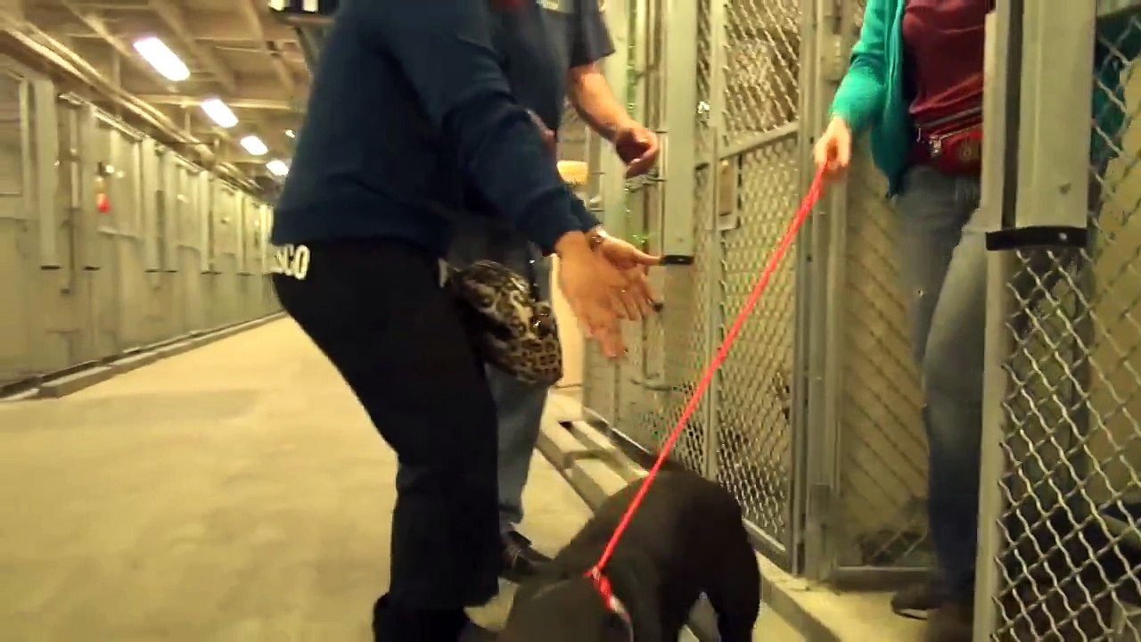 Пёс из приюта не смог сдержать эмоций, когда понял, что его пришли забрать, а не усыпить