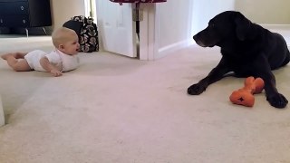 Babys first crawl with her dog So Cute