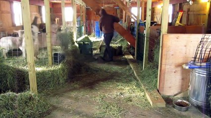 Cet agriculteur dans sur du Sia au milieu de ses chèvres