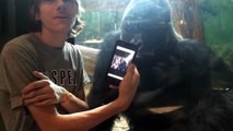 Un ado montre à un gorille des photos de gorille sur son smartphone