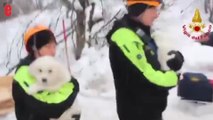 Avalanche en Italie: trois chiots retrouvés sains et saufs sous les décombres