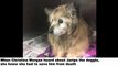 Woman Drops Everything To Save This Sad Senior Dog After Seeing His Picture On Facebook