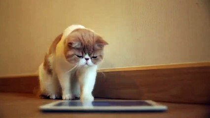 How to tell if your product is a winner | Test it with a Cat