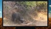 Buffalo Kills Lion caught on camera   Most Amazing Wild Animal Fight Attack   جاموس يقتل أسد