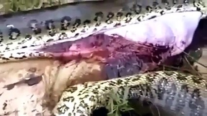 biggest python eat giant anaconda