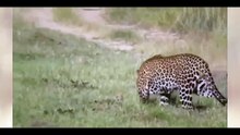 Cheetah Vs Leopard Wild Animals Fight To The Death