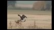Collection Best Eagles Attack-MOST AMAZING EAGLES ATTACK EVER CAUGHT ON VIDEO - Eagle Kills