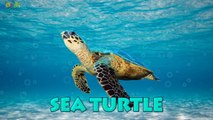 Learn Sea Animals   Water Animals Names and sounds | dRuLii TV for kids