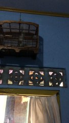 burung curucuk gacor