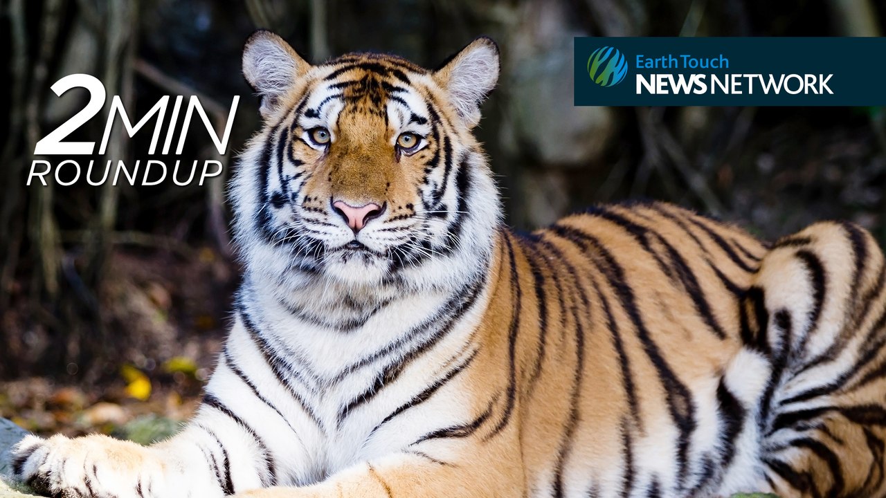 Caspian tiger comeback, primates in trouble & a colossal alligator