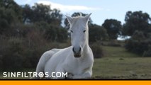 El argentino que susurra a los caballos | Sinfiltros.com