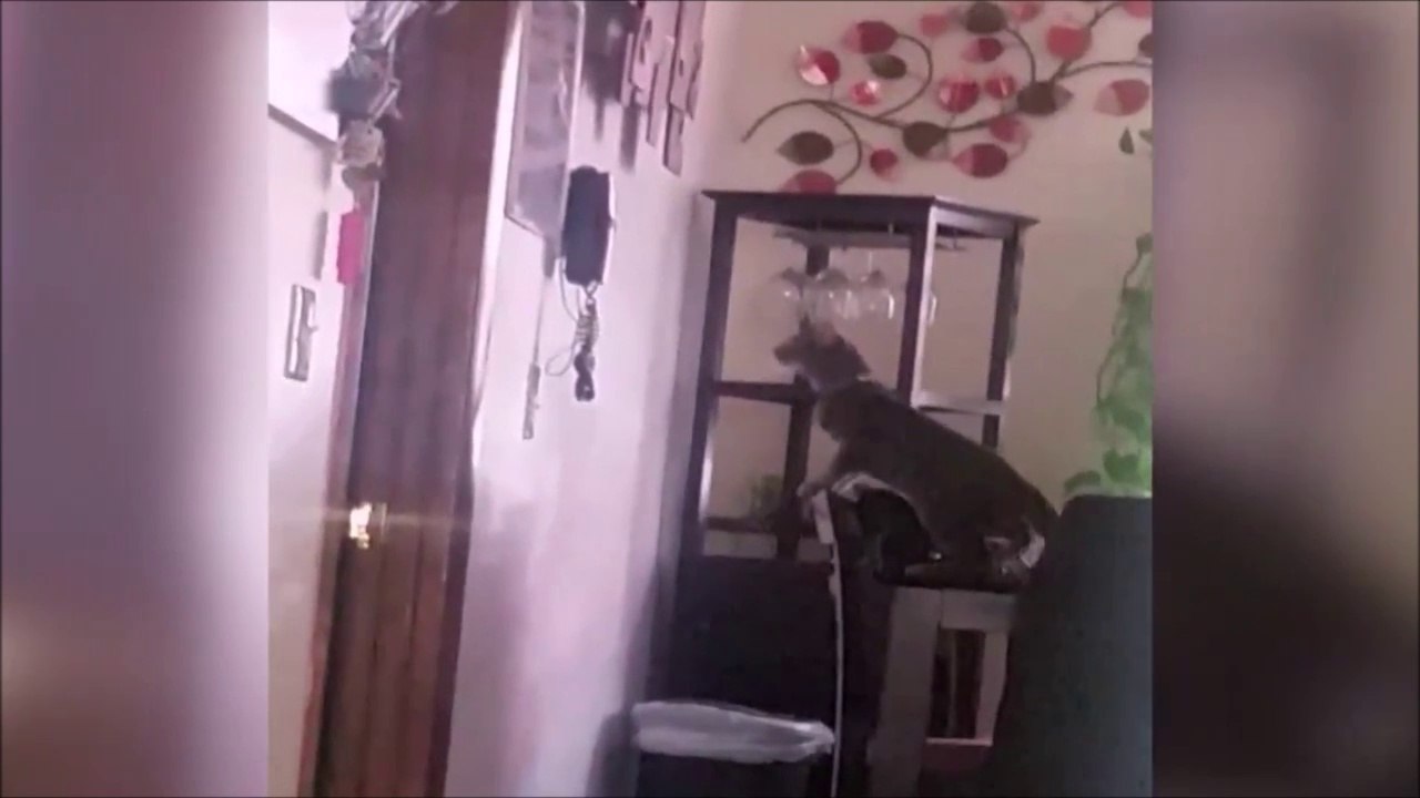 Un chat standardiste qui répond au téléphone... Pratique!