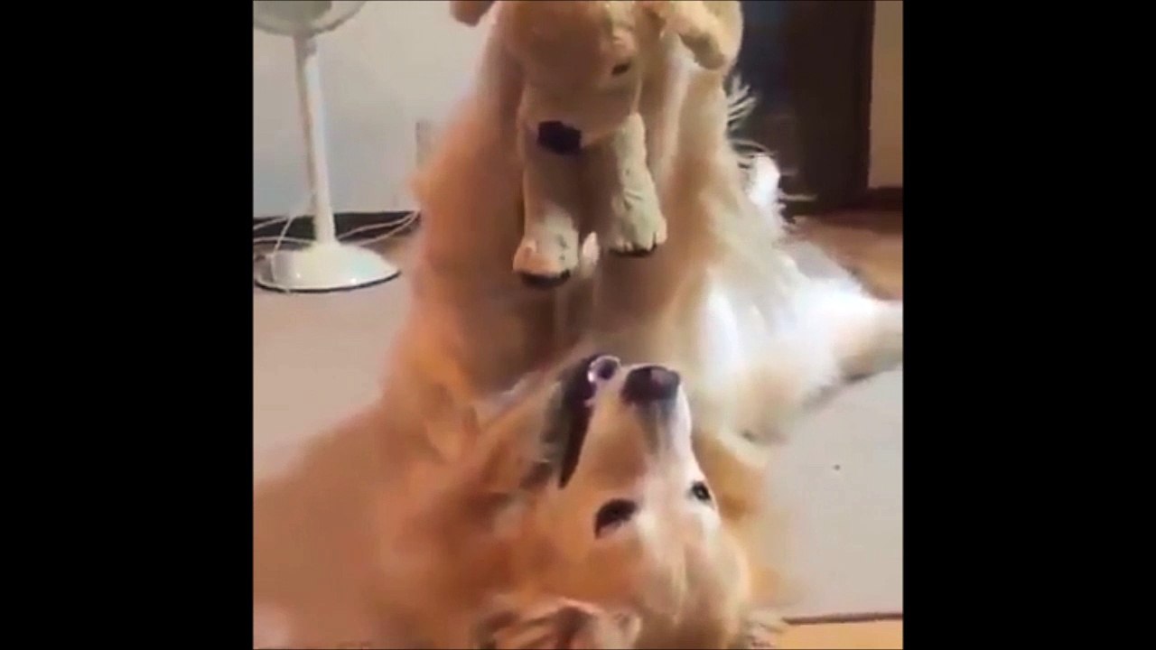 Ce chien joue avec son doudou, un chien en peluche Adorable - Vidéo  Dailymotion