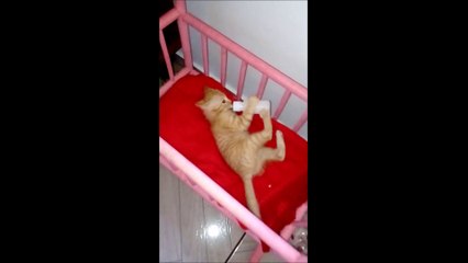 Ce chat adorable est le bébé de la famille