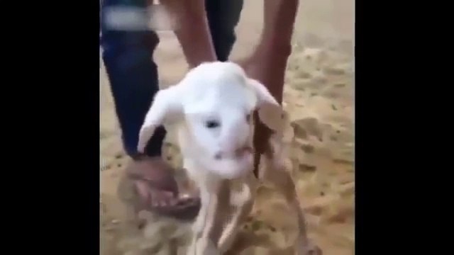 En russie les chèvres ont vraiment une tête bizarre...