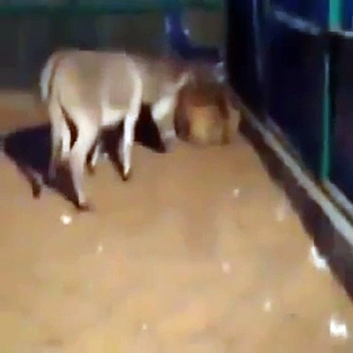 Angry Donkey Attack Male Lions! Unbelievable!