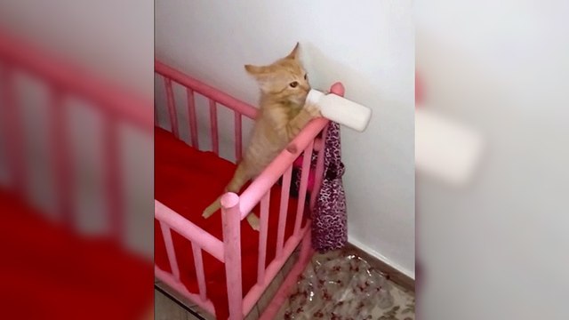 Un chaton boit son lait dans son berceau