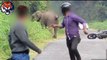 Elephants attacks  - Animals attack - Animals attacks videos