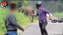 Elephants attacks  - Animals attack - Animals attacks videos