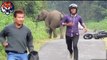 Elephants attacks human car - Animals attack human - Animals attacks videos