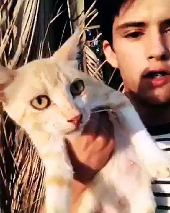 Gato Thug Life