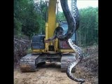 Des ouvriers découvrent un anaconda géant de… 10 mètres de long !