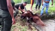 L'incroyable sauvetage d'un cheval pris au piège dans les eaux déchainées