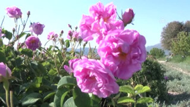 Gülde Yeni Rota Amerika ve Afrika Kıtaları