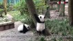 Les premiers pas de deux bébés pandas géants