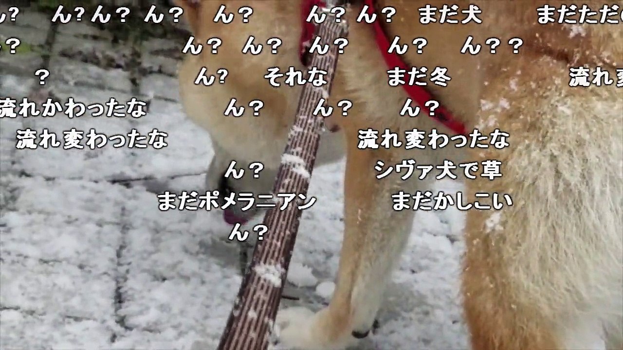 コメ付き 柴犬に雪だるまを壊されるuc 動画 Dailymotion