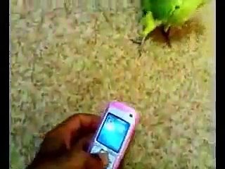 Dubstep попугай