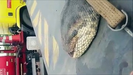 Ils tombent nez à nez avec un anaconda géant !