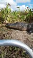 Un alligator grimpe sur le bateau de touristes