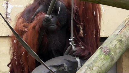 Orangutan plays with large truck tyre