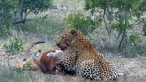 Hyena and Lion  When Two Enemies Sharing A Meal