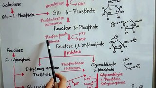 Metabolism of carbohydrates part 2