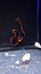 Les courbes de ce poisson sont hypnotiques