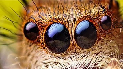 5 CURIOSIDADES SOBRE AS ARANHAS