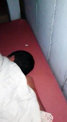 Acordando menino com Jacaré! kkk