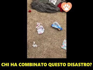Chi Ha Combinato Il Disastro In Casa? Il Pentimento Di Questo Cane Vi Farà Intenerire
