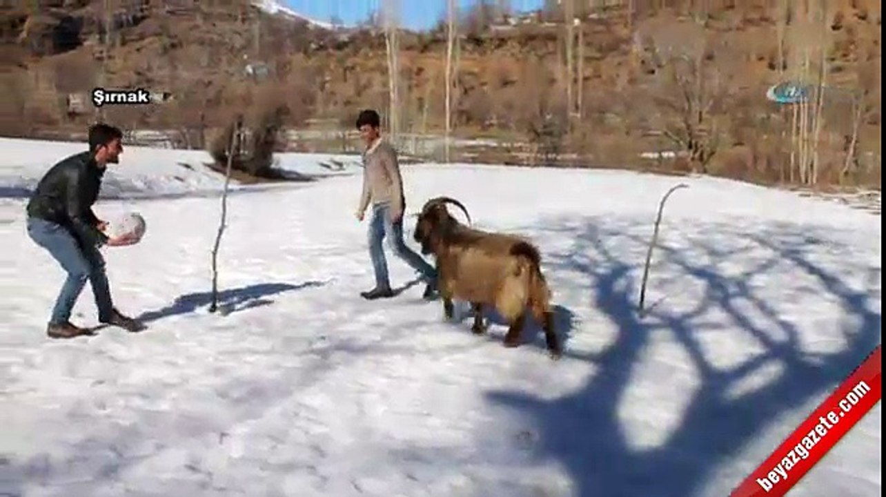 Bu teke doğuştan futbolcu