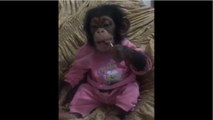 Baby chimpanzee enjoys a lollipop